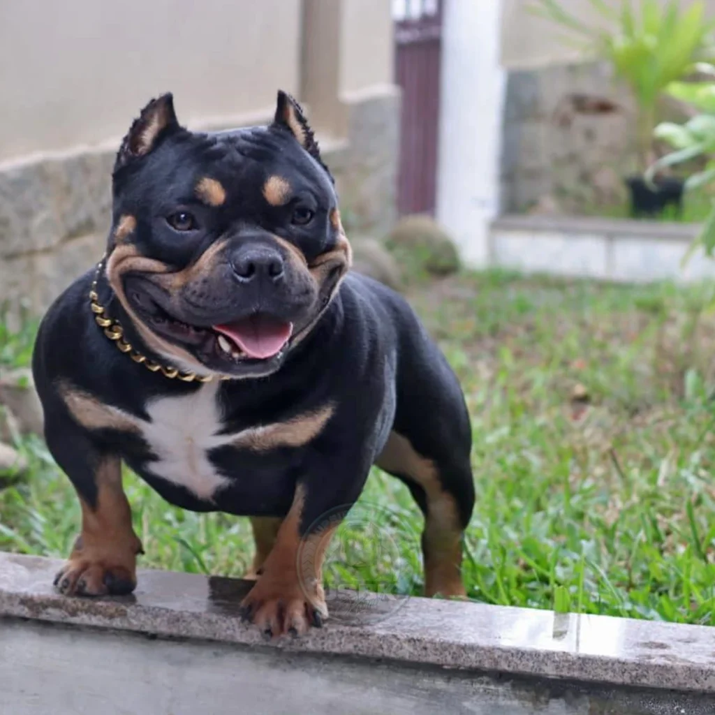 american bully