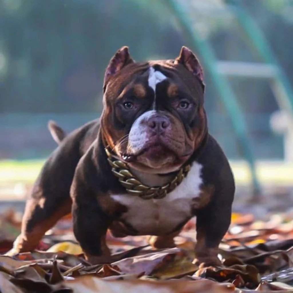 exotic bully