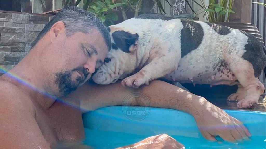 adoção de cães