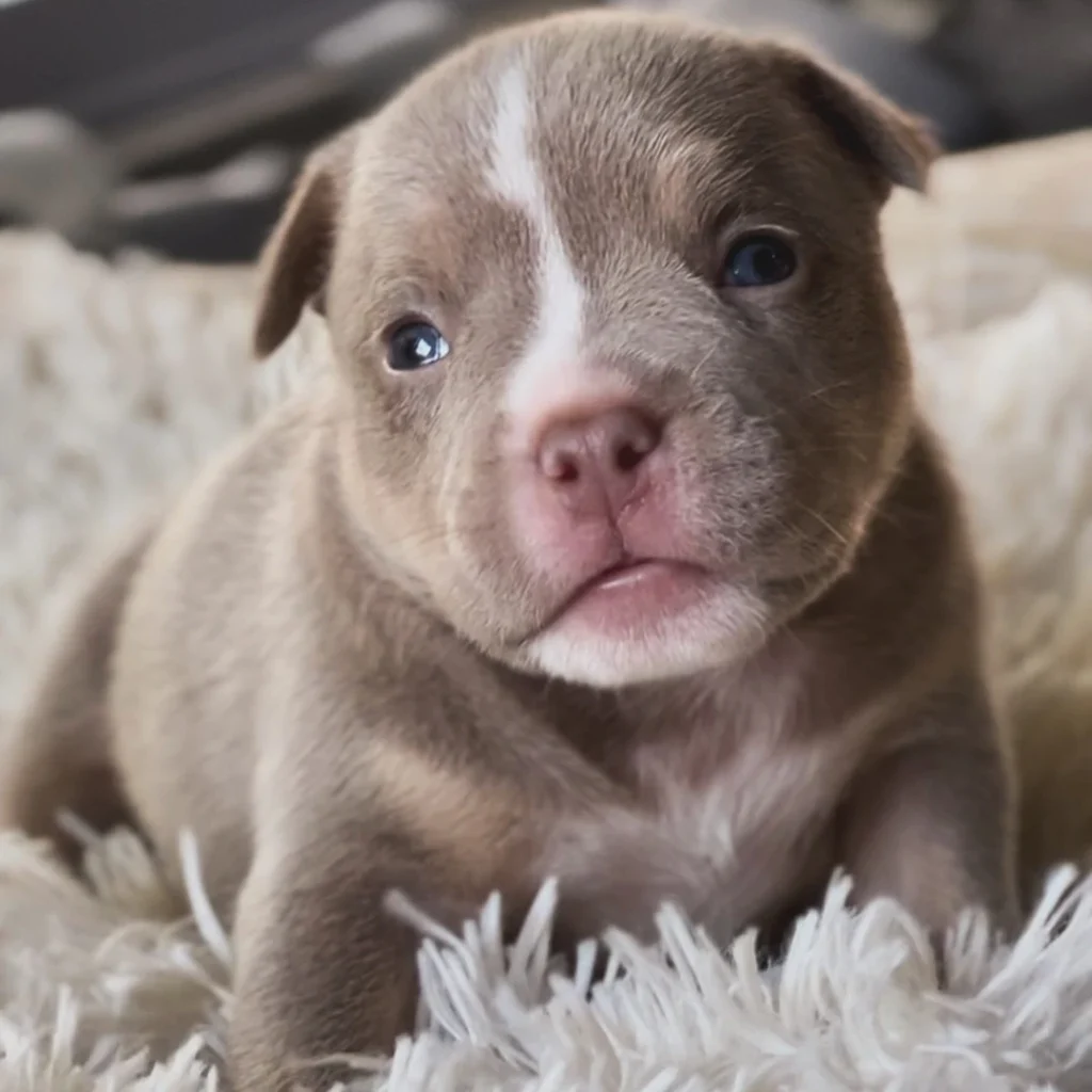 american bully